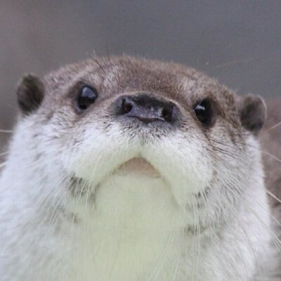 g9272SbrKLuT4SZ's profile picture. よろしく