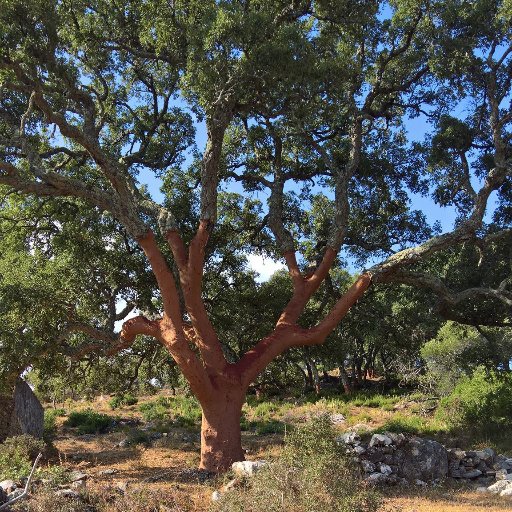 Asociación propietarios forestales Castellón. Custodia y gestión del territorio, biomasa, corcho, educación, turismo 652809989 info@afocas.org