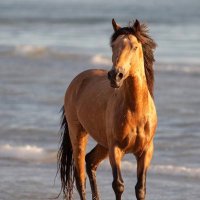 nori🐎 (@hjw_nx) 's Twitter Profile
