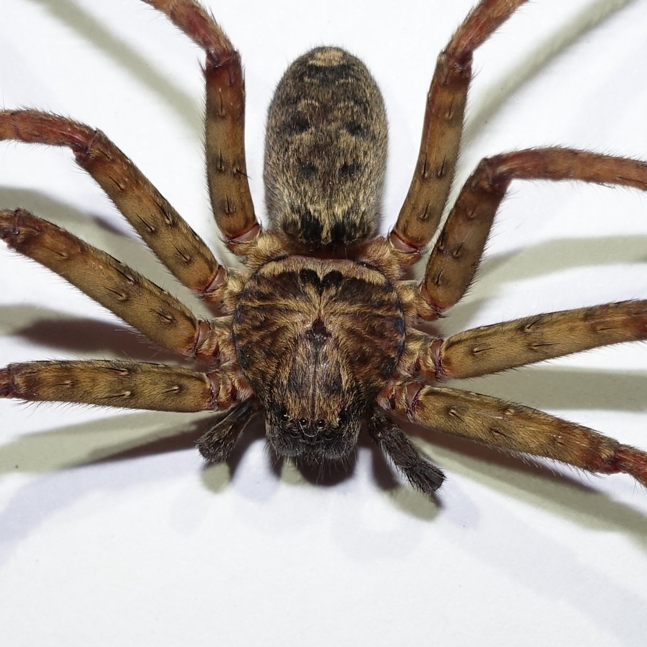 Spider-lover / PhD student working at Insect Taxonomy Laboratory, Kangwon National University, South Korea / WSC country coordinator (Korea).