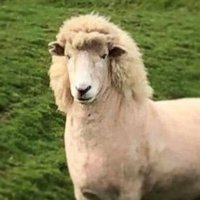 Andrew Swan (@swanyridesagain) 's Twitter Profile
