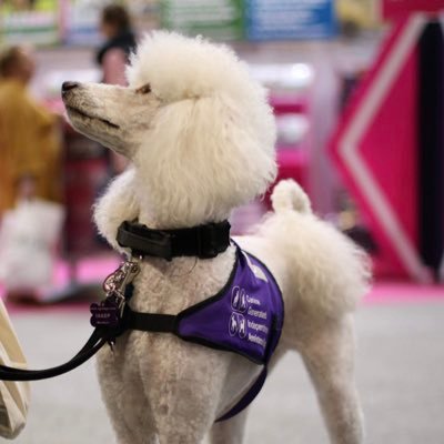 Canine Generate Independence Helping disabled people to train their own Assistance dogs with professional advice and support.