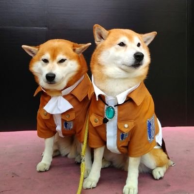 hallyQ2SHIBAinu's profile picture. 柴犬２匹同腹双子兄弟2009年9月27日生まれ トキまる タカまる16歳