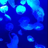 あかね@取引時固定ツイ必読 (@liorio0530) 's Twitter Profile Photo