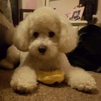 Louis_poochon (@louiscousins5) 's Twitter Profile