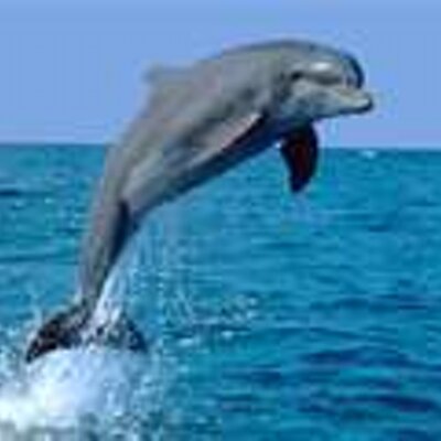 arieleast's profile image
