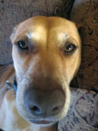 MudslidesMusing's profile picture. What I lack in brains, I make up for in enthusiasm. My human mom rocks. She is into fitness and takes me all kinds of hikes, kayak fishing and ocean outings.