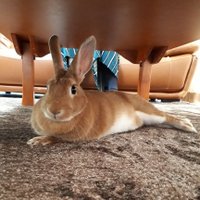 chanta (@chantaka_o) 's Twitter Profile