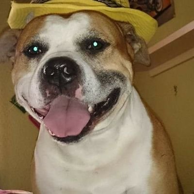 alcazar_isabel's profile picture. 