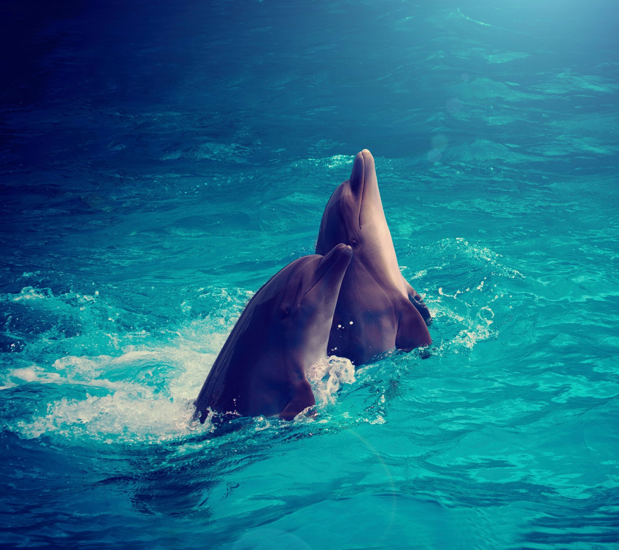 jennypickard4's profile picture. 