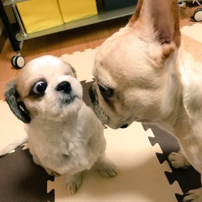 先輩犬リド14歳🐶ブラン14歳🐶空で仲良く遊んでます🌈後輩犬🐶カボス6歳どんな子かな(2018.10.4うちの子になりました)モイ1歳(2018.11.18うちの子になりました)無言フォロー失礼します🙇‍♀️お気軽ににフォローして下さい😋