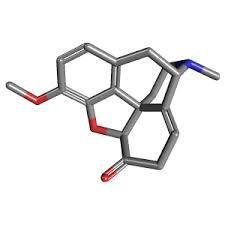 Newon_ysfh's profile picture. ふるよに（果実に脳を焼かれた）/ RftG / ボドゲ制作団体エレメントクリエイターズ所属 / 小日向ぽんはいいぞ