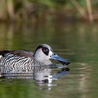 Shannon Dundas (@duck_counter) 's Twitter Profile Photo