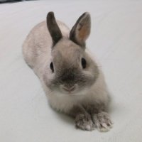 たっつぁん🐰(@TAZZAN_DDS) 's Twitter Profile Photo