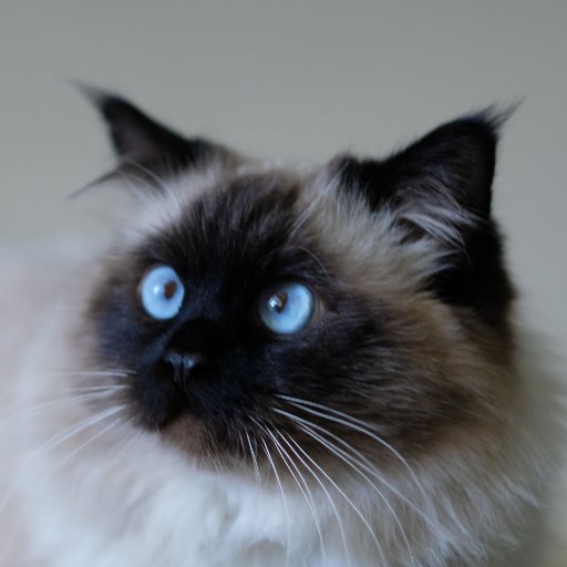Hi, my name is Whisker, I am a cat, Obviously. So follow me! & I will follow back 🐱🐱
I will post pictures of me, my girlfriend Smoky, and my little girl Suki.🐱🐱