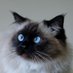 Cross-eyed Whisker (@whiskerthecat1) Twitter profile photo Cross-eyed Whisker (@whiskerthecat1) Twitter profile photo