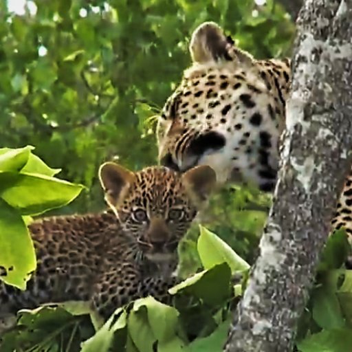 🌻Lifelong love of observing nature.💖 BIRDS, BUGS & BEASTIES, 🐘 GREAT & SMALL🦋Major SafariLive Fan🌍 Vegetarian💜Totally Mesmerized by Leopards🌿