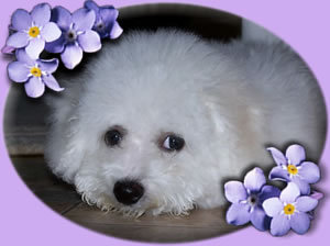 VolpinosBichons's profile picture. Breeder of Quality Bichon Frise and Volpino Italiano Dogs