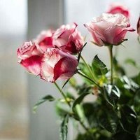 Atanmış SHU (@bilgilicahile) 's Twitter Profile Photo