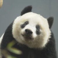 maco☺︎ (@macopandalove) Twitter profile photo