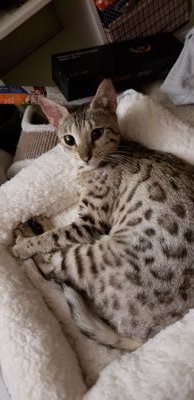 ZiziBabi's profile picture. Hi, I am a 2 year old Bengal! I am really cute so my dad wants to lighten your day with my antics!