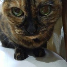 きじとら (@kijitora0229) / Posts / X