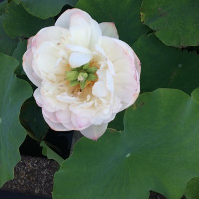 zeromoon's profile picture. よろしくお願いします