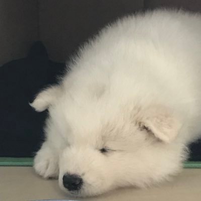サモエドのシオンちゃんさんのプロフィール画像