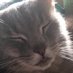 catterparks (@parxascats) Twitter profile photo catterparks (@parxascats) Twitter profile photo