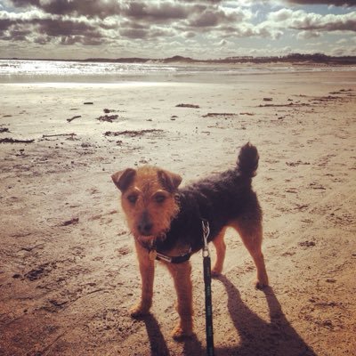 A terrier's eye view of cultural events and dog friendly trips in and around NE England. Now with added politics!