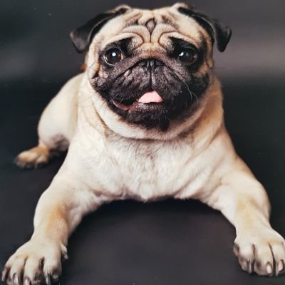 Harvey The Pug. Loves: long walkies, sausages,toying with my humans, car rides.  Hates: showers, big puddles, not getting attention. MOTORBIKES GRR SO NOISY!!