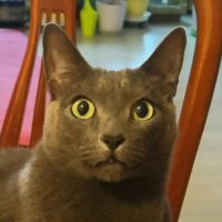 야옹 파탈 (@nyangfatal) 's Twitter Profile Photo 야옹 파탈 (@nyangfatal) 's Twitter Profile Photo