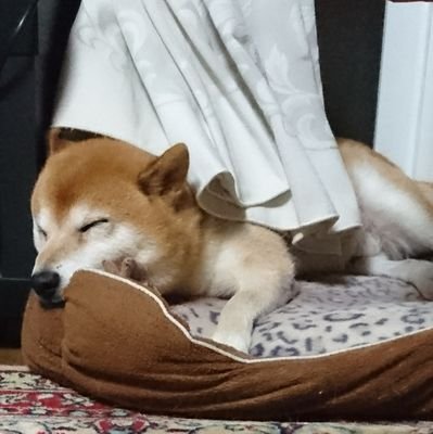 前世も来世もきっと犬