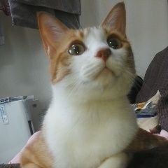 メインゲームの誰ガ為のアルケミスト終了によりツリネバに軟着陸しました。
森の小径サーバーでプレイ中。
【過去】タガタメ:Re:StartLineマスター、クリユニ:Re StartLineマスター