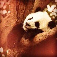 mutsuzpanda (@mutsuzpandagibi) 's Twitter Profile
