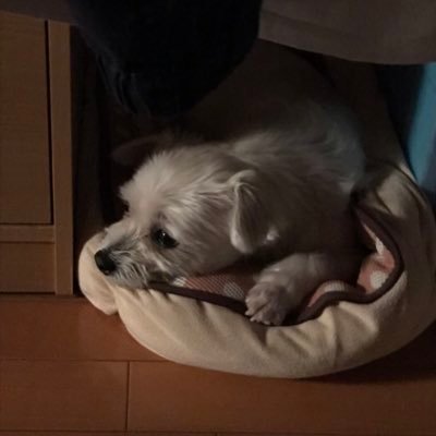 EdzView's profile picture. Bilingual guy who tweets random stuff. English/日本語.