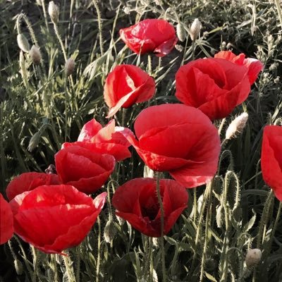 Iduyabel's profile picture. Magallanica por adopcion. .