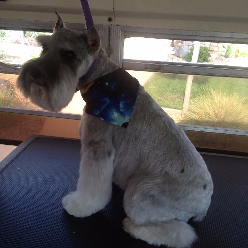 SpawTastic's profile picture. 