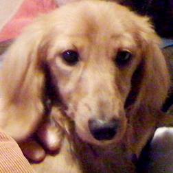 c_font's profile picture. 職業：建築設計
趣味：音楽鑑賞（Jazz,rock,pops,Laten等）バドミントン