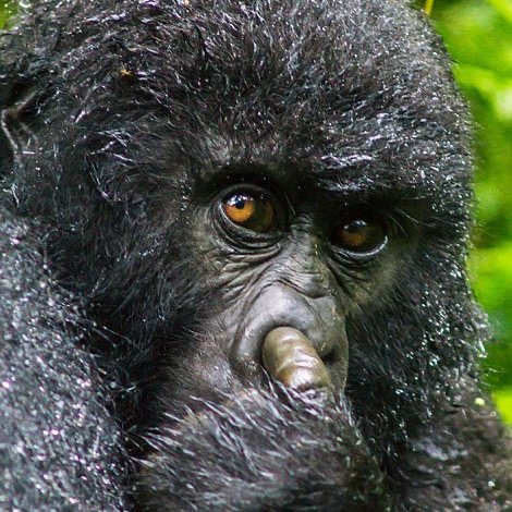 salvatoreaspanu's profile picture. I can’t stand over-sensitive entitled people.