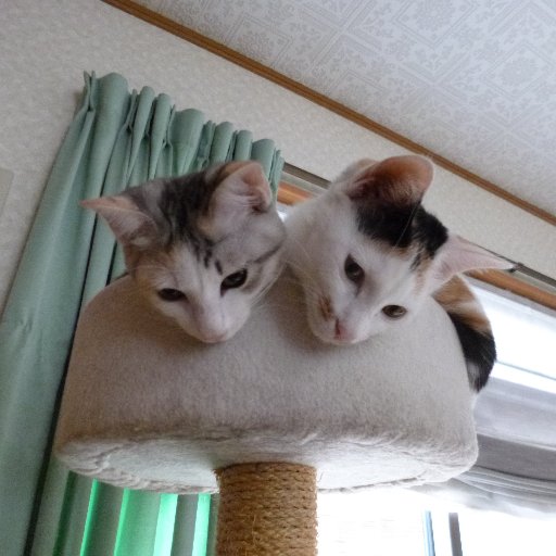 とにかく、猫が好き❣️ちまき、あられの姉妹。大福、小豆、きな粉、赤福🌈、抹茶🌈、最中🌈の和菓子シリーズと暮らしています。 新たに、ラグドールの『信玄』が加わりました。
