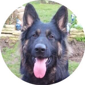 Bear Ex Glos Police Dog, retired with his Dad in 2018. Sadly no longer with us his account remains open in his memory & supporting our front line heroes 🌈