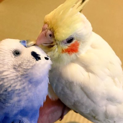 インコ飼ってます 主に愛情係 セキセイインコ福ちゃん 、ツンデレオカメ女子ほーちゃん、オカメ男子おーちゃん 先代オカメすいちゃんは虹の橋へ ヨウムのるるちゃん 福ちゃんH30年7月22日虹の橋に オキナインコのぴにゃちゃん、モモイロインコろーじーちゃん アイコンは🌈の福ちゃんとすいちゃん