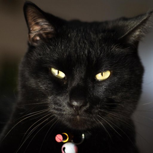 RailsimSP's profile picture. 