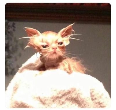 potenguin's profile picture. • Astrology obsessed

• Stressed Mom Friend™

• Idek. 

• Always here for you??

• ♋☀  ♒🌙  ♌🌄