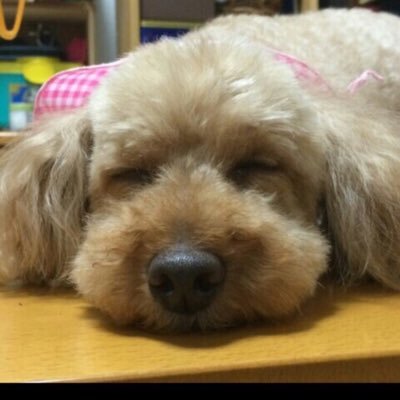 サザエさん トイプーあみちゃんのこの姿 15歳にしてこの健脚 記録に残しておきます 後のソラン君は ハーハー息切らしてます ソラン君はちょっとおデブくんなので痩せないとね いぬのいる暮らし 犬ばか部 犬すた 高齢犬15歳 トイ