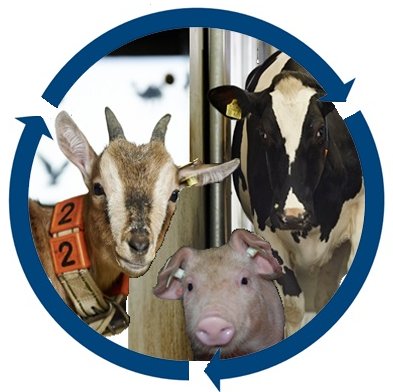 We study the biological principles of farm animal behaviour in the context of animal welfare. Views of this account do not necessarily reflect those of the FBN.