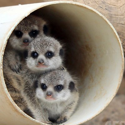 笑顔をくれる動物 おはようございます 今日は実家の犬シリーズ第二弾です 鳴き声がうるさいですがキメ顔をご覧ください お菓子は与えていません しば犬 柴犬 いぬ動画 犬動画 犬