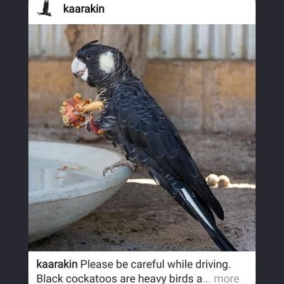 Fremantle, Geelong & Wallabies. Black Cockatoo rescuer and transporter.