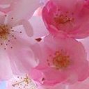 marlene solorio - @marlenesolorio4 - Twitter